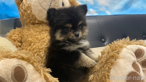 成約済の兵庫県のポメチワ:ポメラニアン×チワワ-343422の4枚目